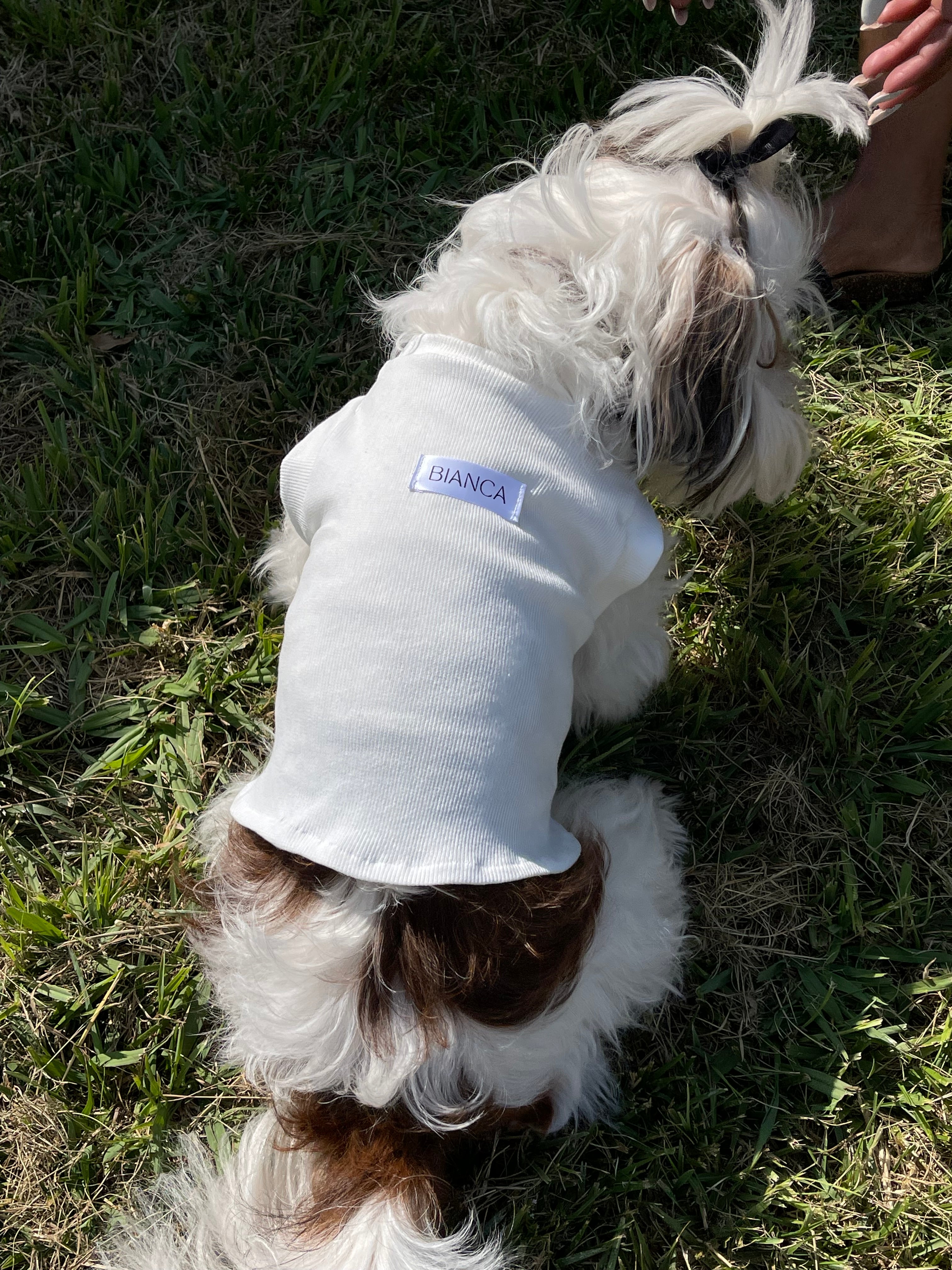Regata Pet Basiquinha